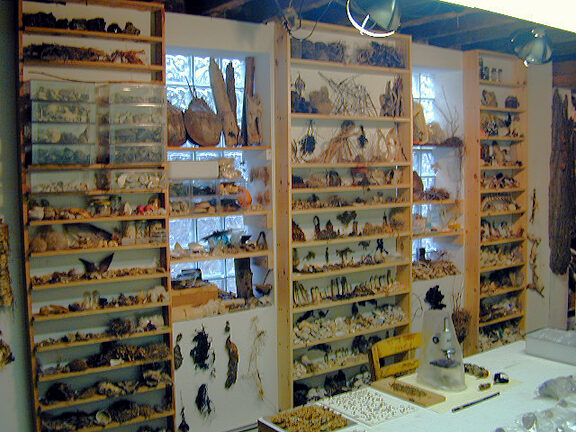 Shelves of Natural Objects