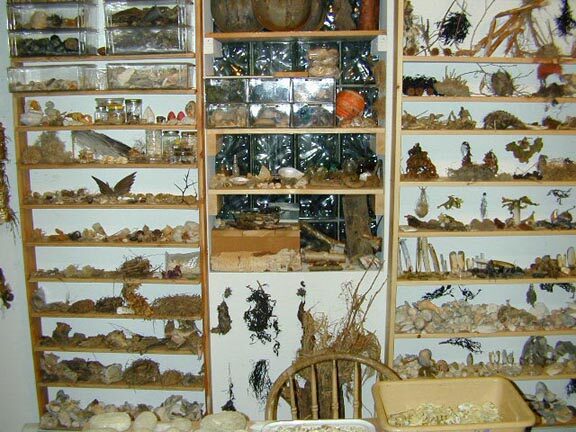 Shelves of Natural Objects - Close up