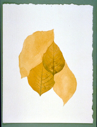 Untitled - Leaf and Liver on Paper 01