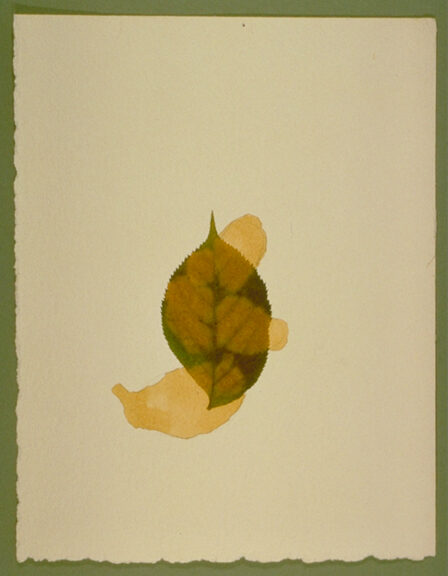 Untitled - Leaf and Liver on Paper 04