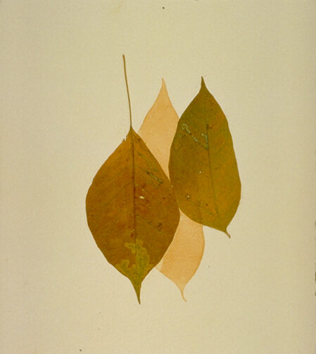 Untitled - Leaf and Liver on Paper 05